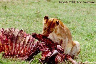 Lion finishing off a water buffalo