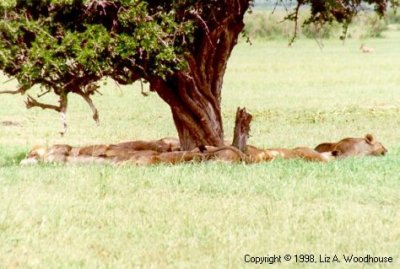 Lions sleeping under a tree