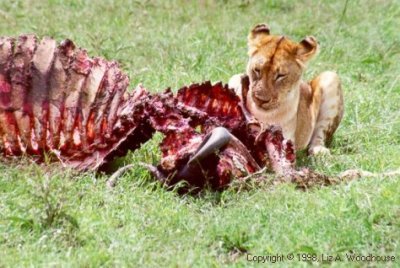 Lion finishing off a water buffalo