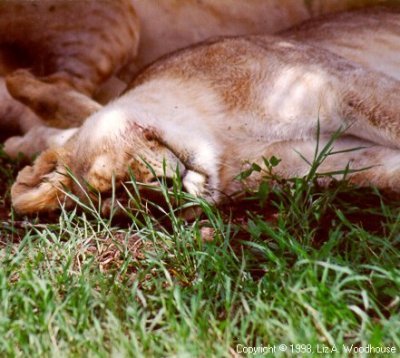 Lion enjoying a cat nap after lunch