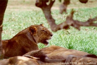 Yawning lion - I think we woke her