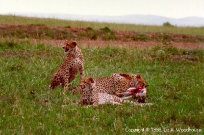 Cheetahs after killing an impala