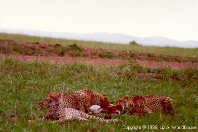 Cheetahs starting in on dinner (impala)