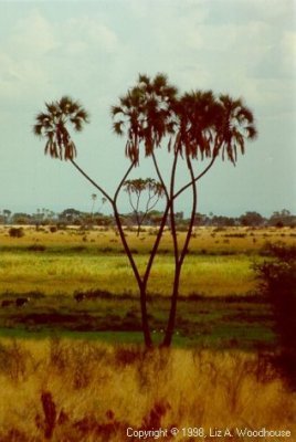 Palm trees from our &quot;hut&#039;s&quot; porch