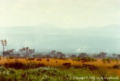 View from the &quot;hut&#039;s&quot; porch