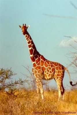 Giraffe