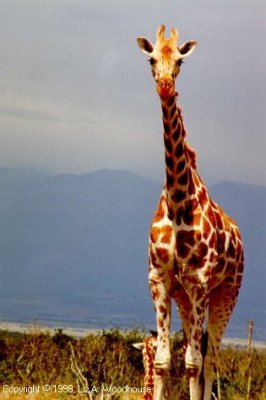 Giraffe on game preserve - no predatory animals.