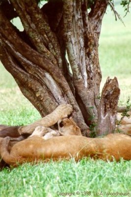 Lion hugging a tree