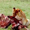 Lion finishing off a water buffalo