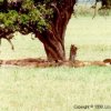 Lions sleeping under a tree