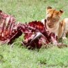 Lion finishing off a water buffalo