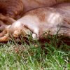 Lion enjoying a cat nap after lunch