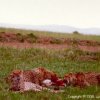 Cheetahs starting in on dinner (impala)