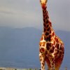 Giraffe on game preserve - no predatory animals.