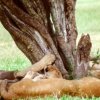 Lion hugging a tree