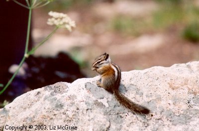 Chipmunk