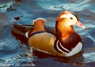 Wood Duck, Tracy Aviary