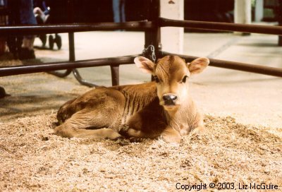 Baby Cow at the Fair