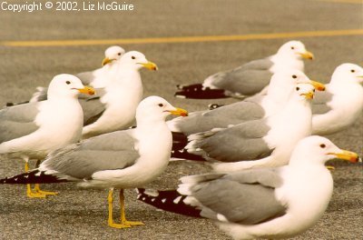 Segulls in Ranks