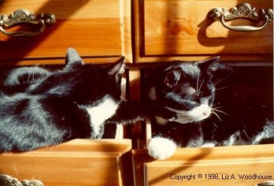 Nogi and Missy sleeping in dresser drawers