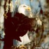 Bald Eagle, Tracy Aviary