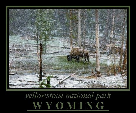 Buffalo, Yellowstone NP