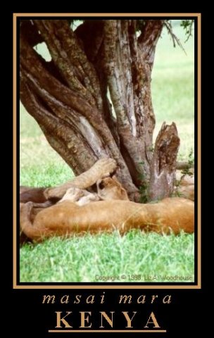 Lions, Kenya