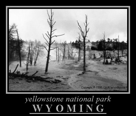 Burnt Trees, Yellowstone, NP