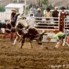 Rodeo