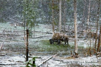 Buffalo in Yellowstone National Park