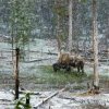 Buffalo in Yellowstone National Park