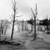 Burnt trees in Yellowstone National Park