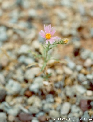 Type of Aster?