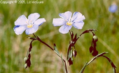 Blue Flax