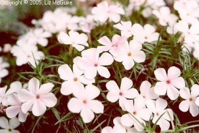 White Phlox