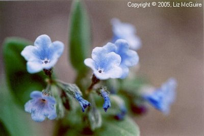 Wasatch Bluebell