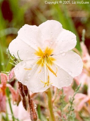 White Primrose