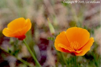 California Poppy