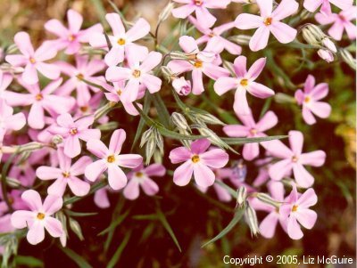 Pinkish Phlox