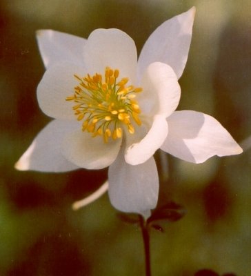 Colorado Columbine