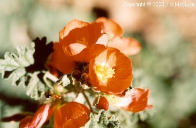 Globe Mallow