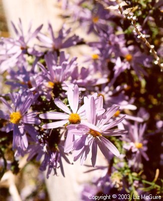 Lavender Aster/Daisy