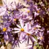 Lavender Aster/Daisy