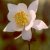 Wildflowers